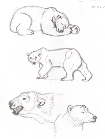 412x542 Polar Bear Sketches