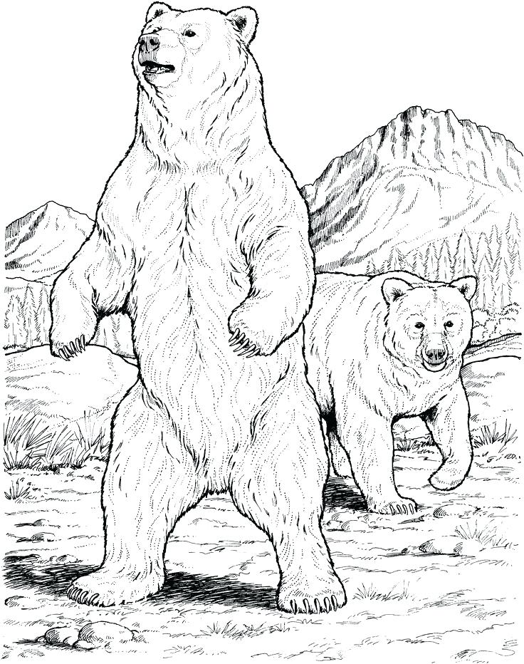 736x932 Coloring Pages Of Polar Bears Polar Bear Coloring Page Super