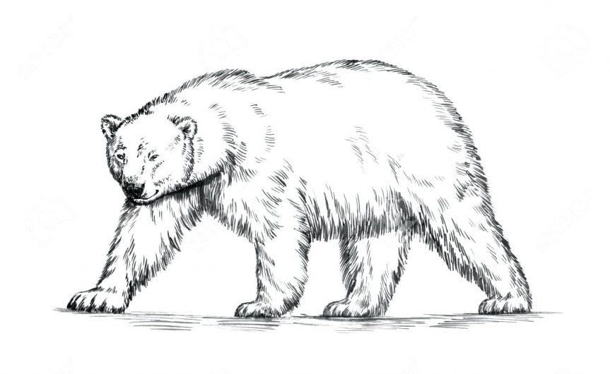 863x530 Coloring Pages Astonishing Polar Bear Outline Drawing. Coloring