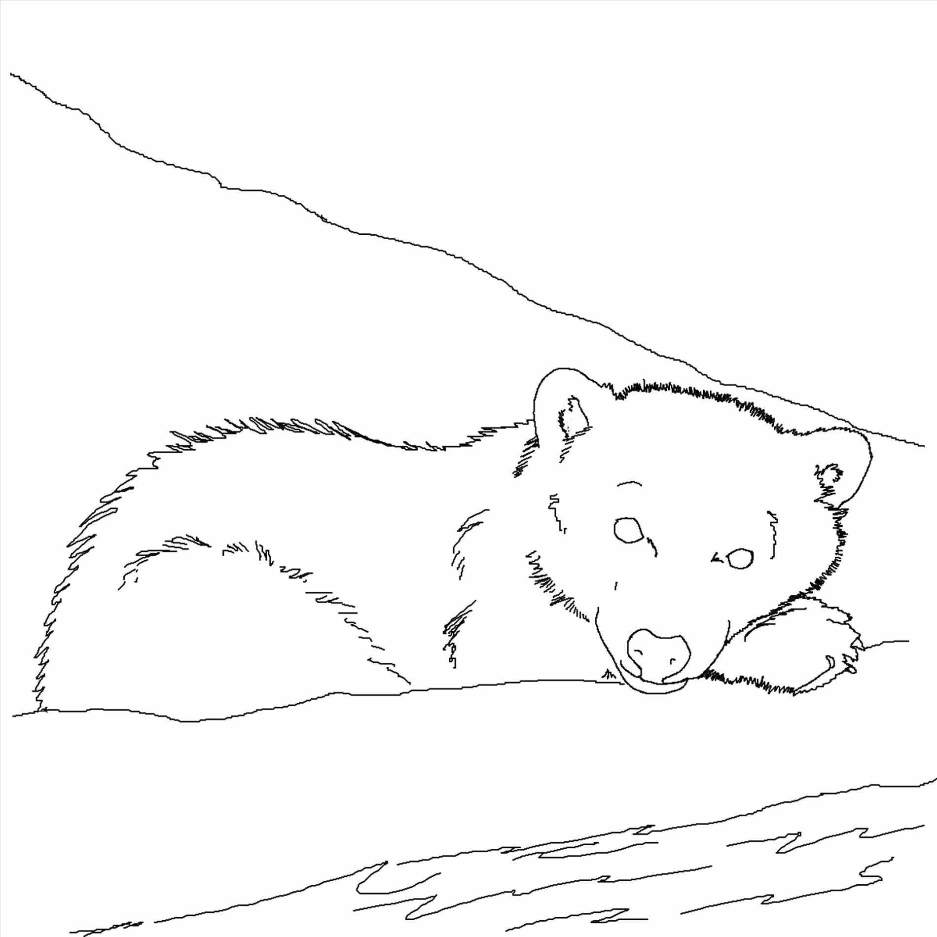 1900x1900 Polar Bear Coloring Sheet Page Image Clipart Images