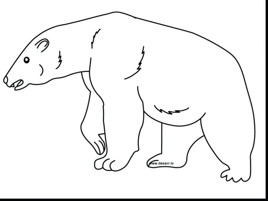 878x658 Bear Coloring Page 135 Amazing Polar Pictures To Color Baby Polar