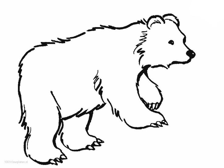 736x552 The Best Polar Bear Outline Ideas On Polar Bear