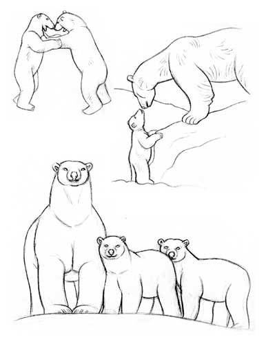 386x500 Dessiner Les Ours Polaires Bears