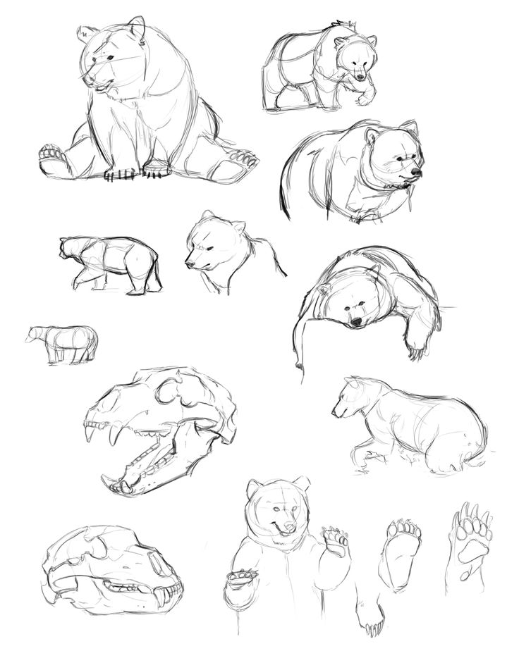 736x951 How To Draw A Polar Bear