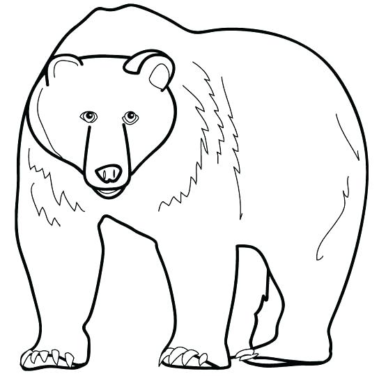 Polar Bear Face Drawing at GetDrawings | Free download