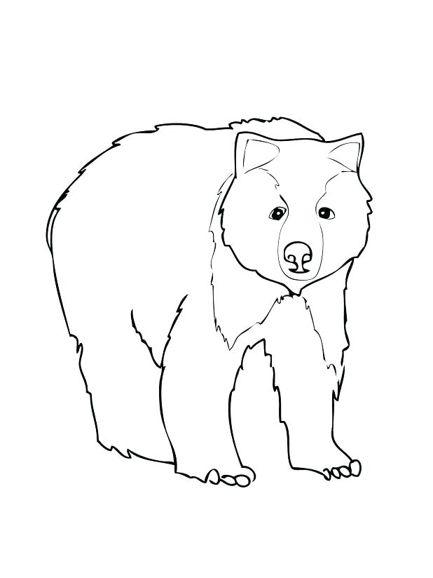 Polar Bear Face Drawing at GetDrawings | Free download