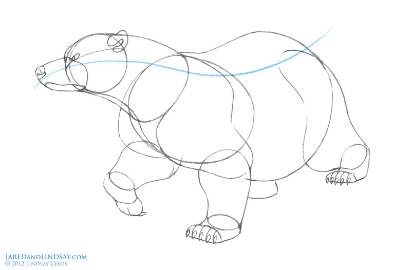 800x526 How To Draw A Polar Bear Last Of The Polar Bears