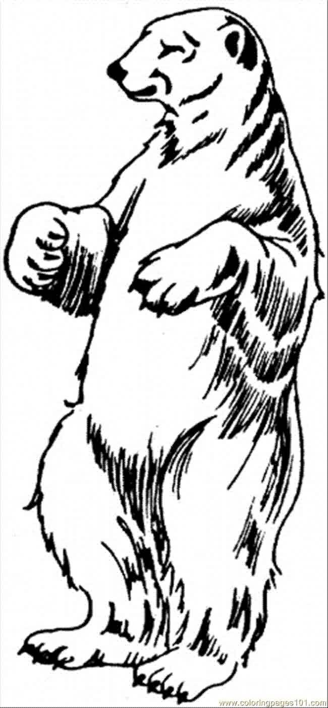 650x1404 Amazing Polar Bear Tattoo Designs