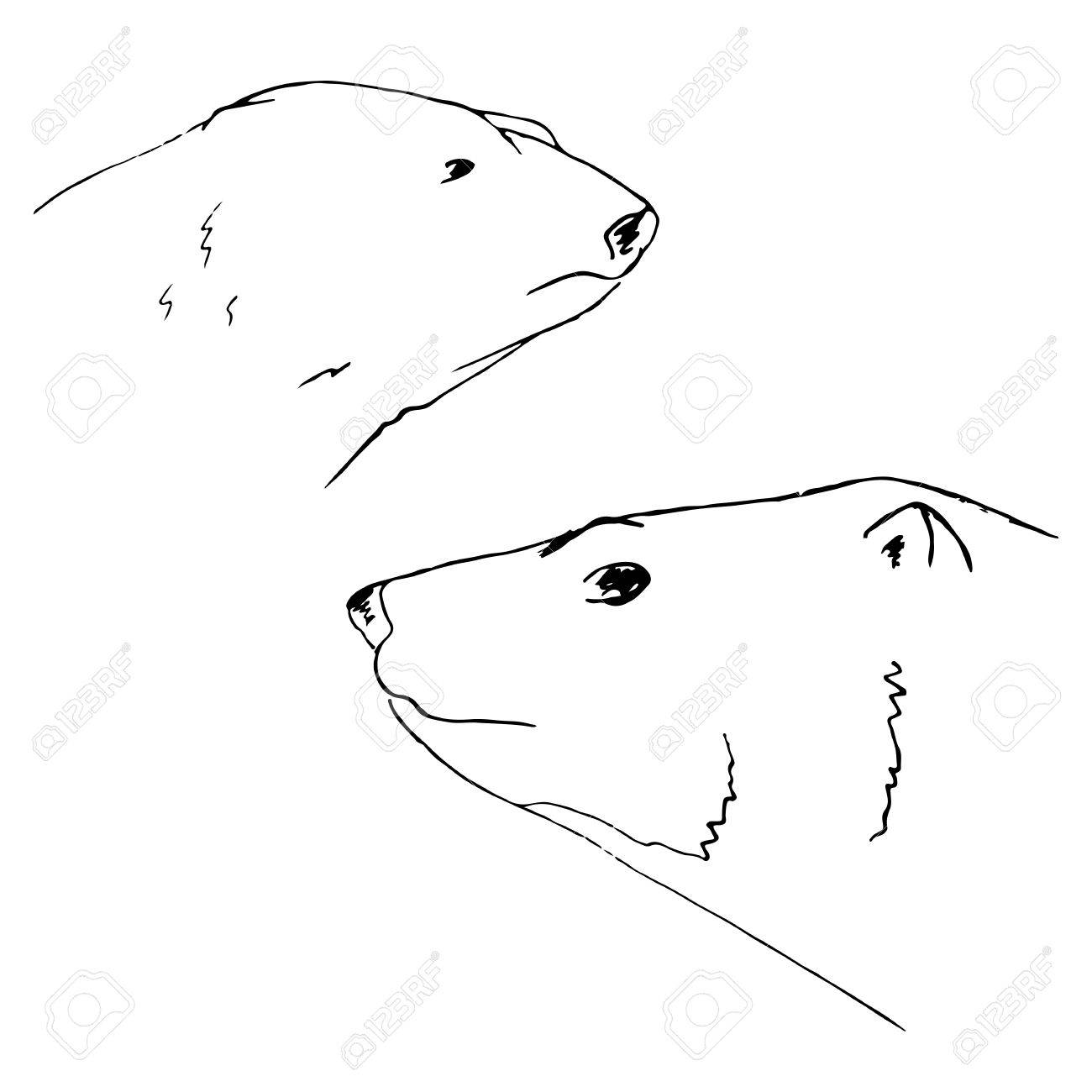 1300x1300 Polar Bear, Hand Drawn Bears, Sketch Polar Bears Royalty Free