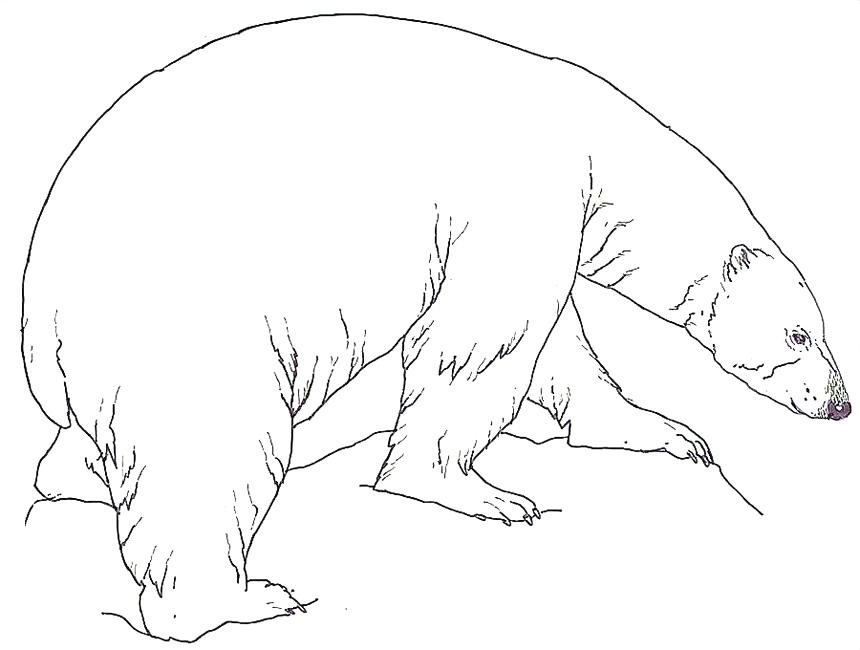 860x650 Coloring Pages Of Polar Bears Polar Bear Color Page Coloring Pages