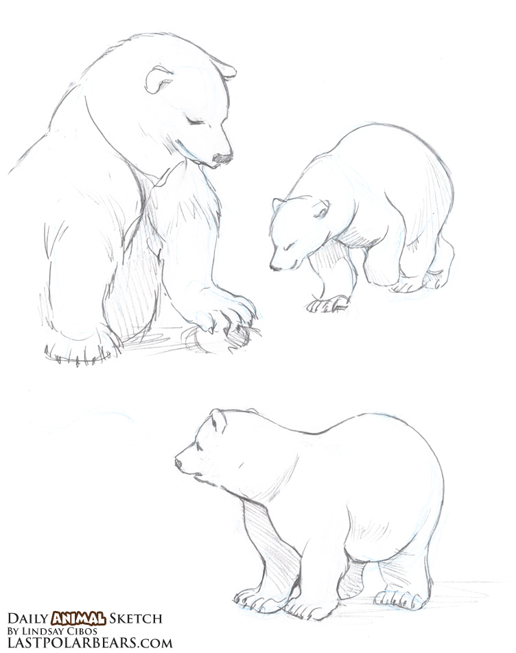 752x950 Daily Animal Sketch Polar Bears Last Of The Polar Bears