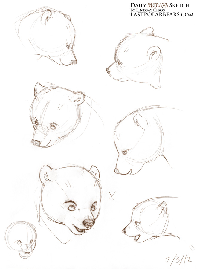 659x900 Drawn Polar Bear Arctic Animal