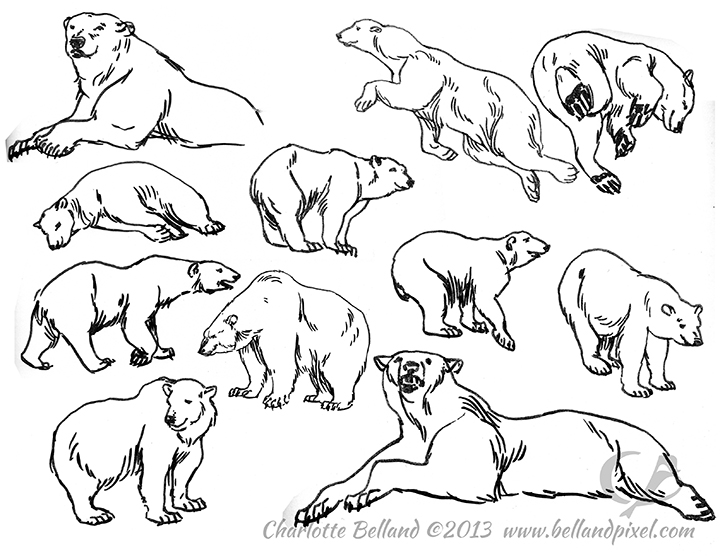 720x556 Polar Bear Columbus Zoo Bellandpixel