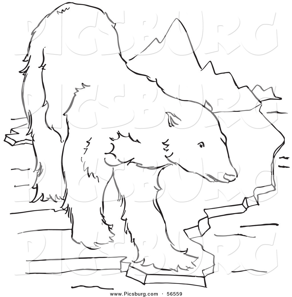 1024x1044 Polar Bear Clipart Line Drawing