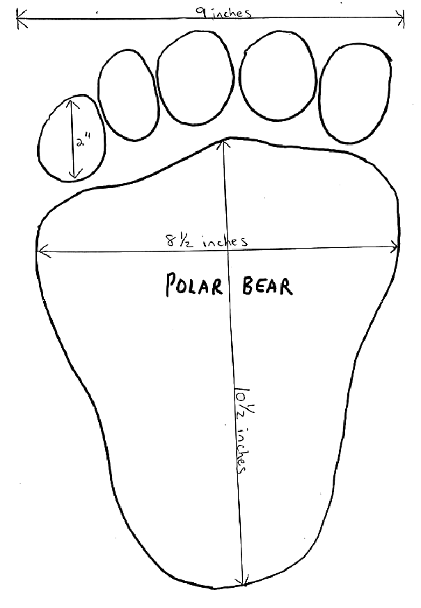 605x873 Polar Bear Clipart