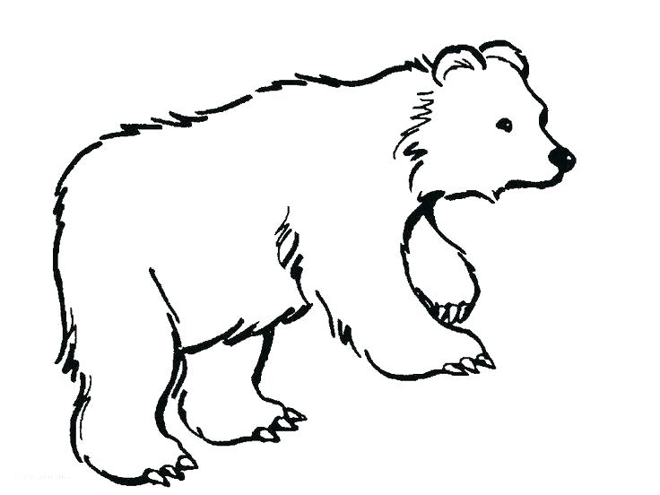 736x552 Polar Bear Coloring Pictures Last Updated Polar Bear Coloring