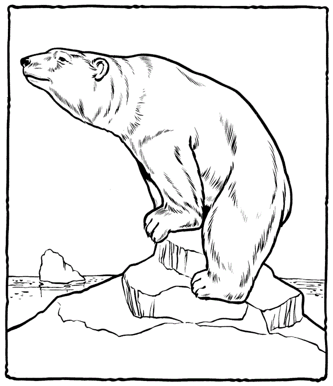 670x776 Free Printable Polar Bear Coloring Pages For Kids