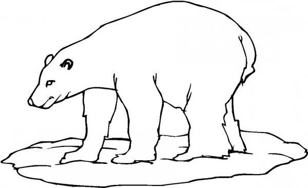600x366 Polar Bear Coloring Page