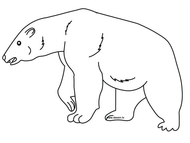 618x464 Polar Bear Outline Drawing Bears Coloring Pages Free Printable