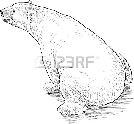 450x416 Sketches Of The Babies Polar Bears Royalty Free Cliparts, Vectors