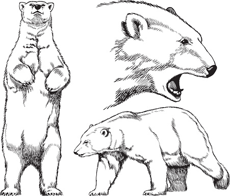 451x384 Bear Standing Clipart