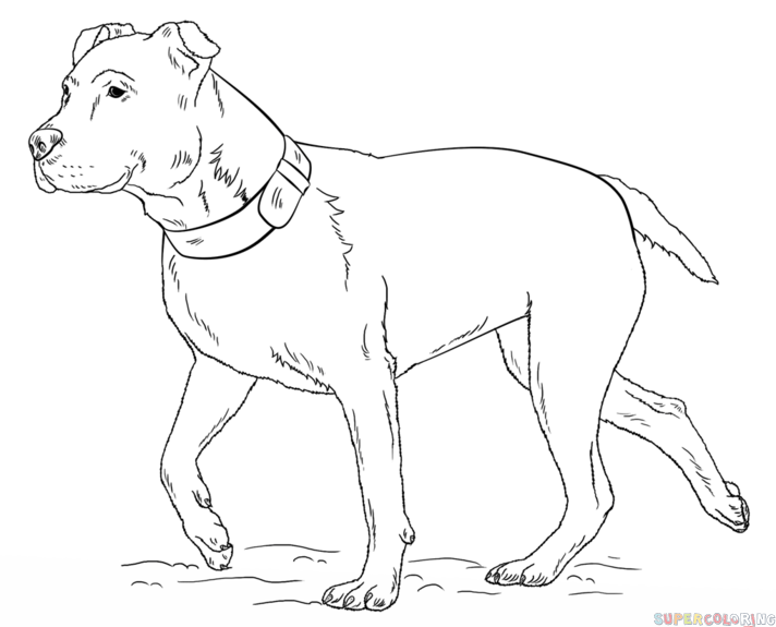 712x575 How To Draw A Pitbull Step By Step Drawing Tutorials Dog Art