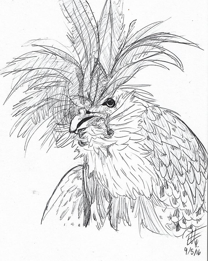 716x900 Rooster Drawing By Eva Helwig