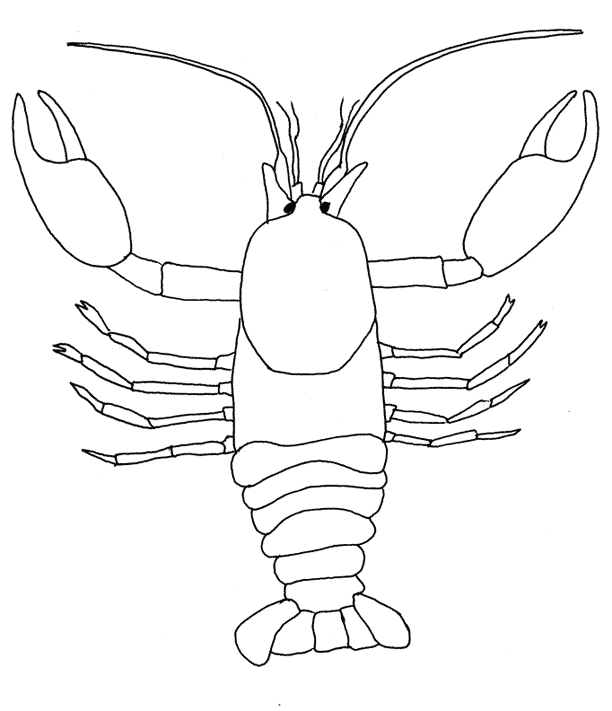 612x711 Environmental Coloring Sheets Minnesota Pollution Control Agency