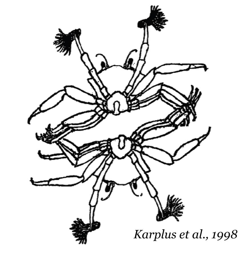 862x886 Hawaiian Boxer Crab (Lybia Edmondsoni) Cheerleaders Of The Ocean