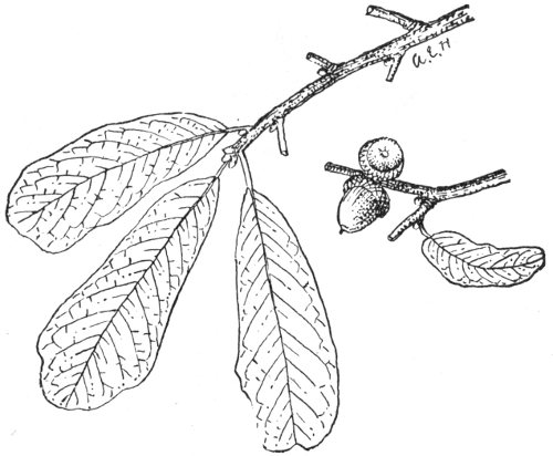 500x412 Forest Trees Of Texas, How To Know Them, By Texas Forest Service