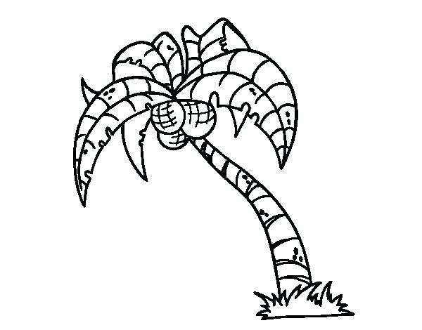 600x470 Palm Tree Coloring Page. Palm Leaf Coloring Page Palm Tree Leaves