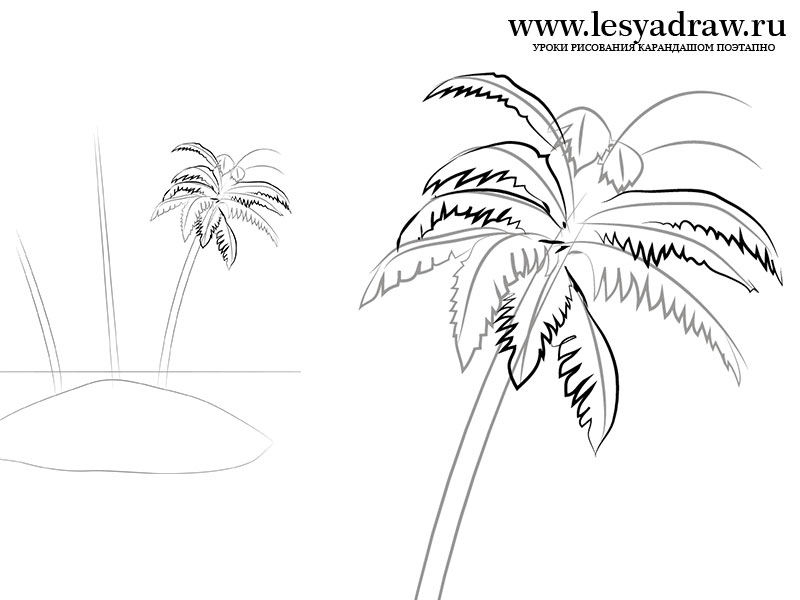 800x600 How Draw Palm Trees. How Draw A Palm Tree Step 7. How