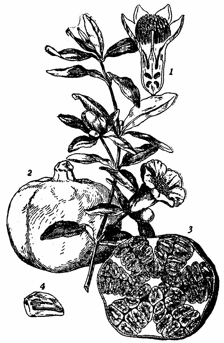 781x1195 Filebritannica Pomegranate Flowering Branch And Fruit.jpg