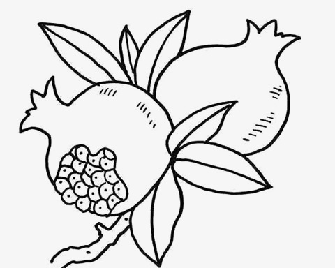 480x384 Hand Drawn Line Pomegranate, Line Drawing, Black And White, Hand