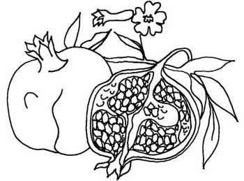 350x259 Pomegranate Drawing Fo Line Art Pomegranates