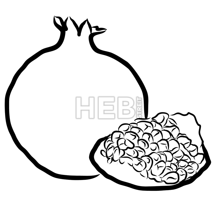 900x900 Pomegranate Sketched Outline Vector Illustration Hebstreits