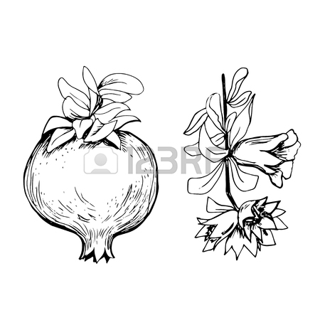 450x450 Hand Drawn Pomegranate And Bunch With Flowers Royalty Free