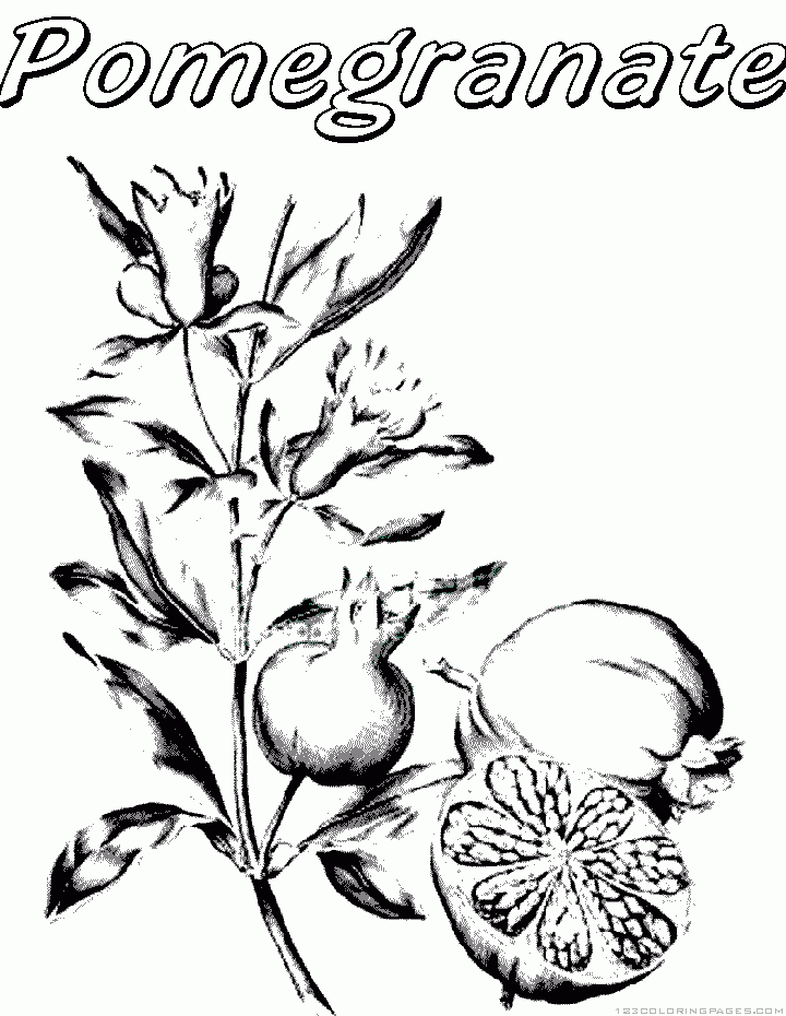 720x930 Pomegranate Coloring Pages