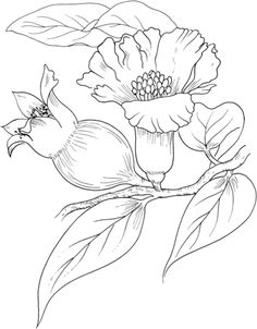 236x302 Printable Pomegranate Coloring Page. Free Pdf Download