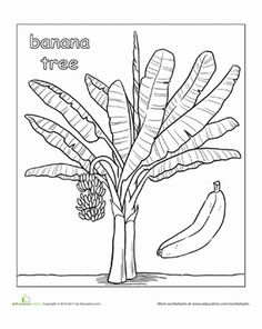 236x296 Treklens Think Banana Tree Photo