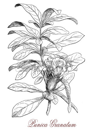 322x450 76 Punica Granatum Stock Illustrations, Cliparts And Royalty Free