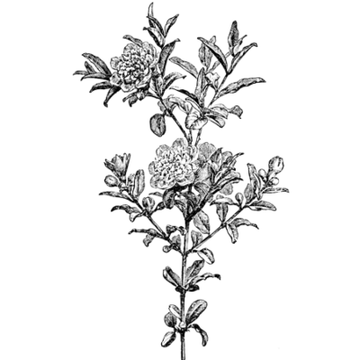 400x400 Bearing Habit