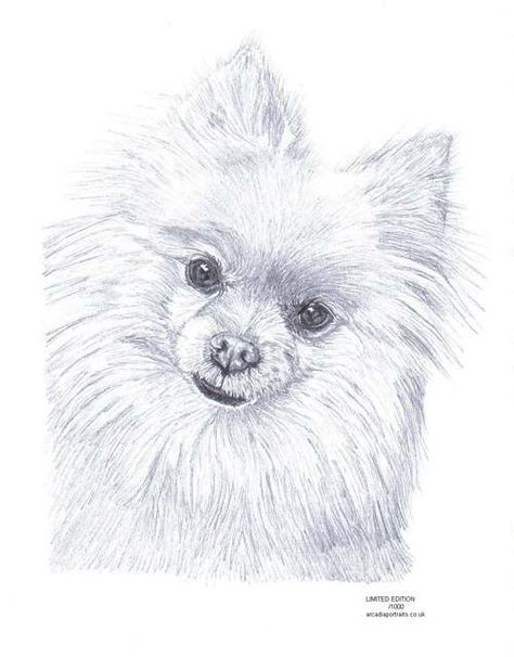 474x606 Pomeranian Dog Pencil Drawing Limited Edition Picture Art Print By