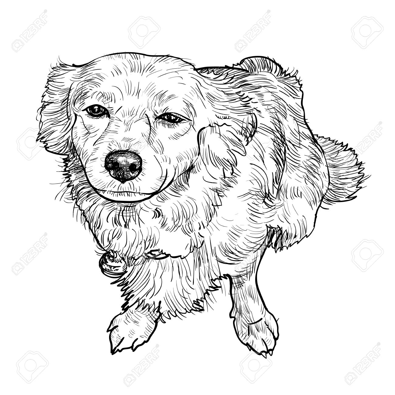 1300x1300 Drawing Of Mix Breeding Pomeranian And Shihtzu Royalty Free