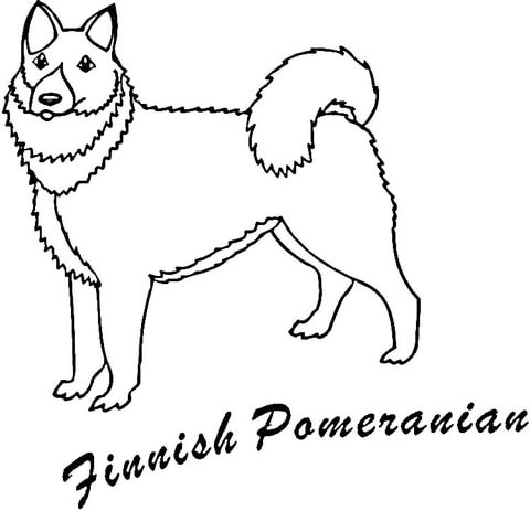 480x463 Finnish Pomeranian Coloring Page Free Printable Coloring Pages