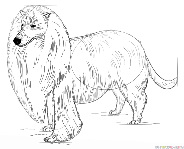 709x575 How To Draw A Rough Collie Step By Step Drawing Tutorials