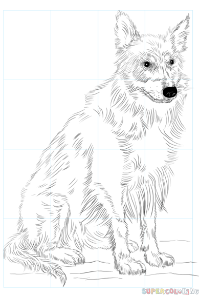 389x575 How To Draw A Border Collie Step By Step Drawing Tutorials