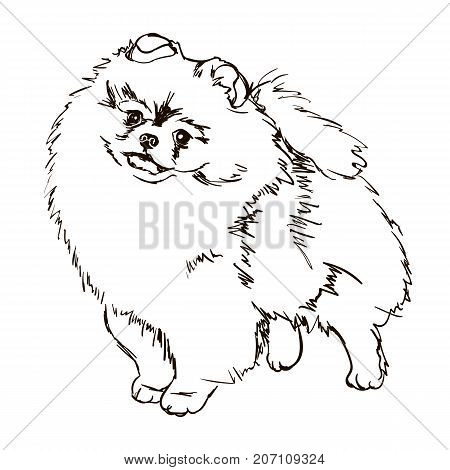 450x470 Pomeranian Images, Illustrations, Vectors