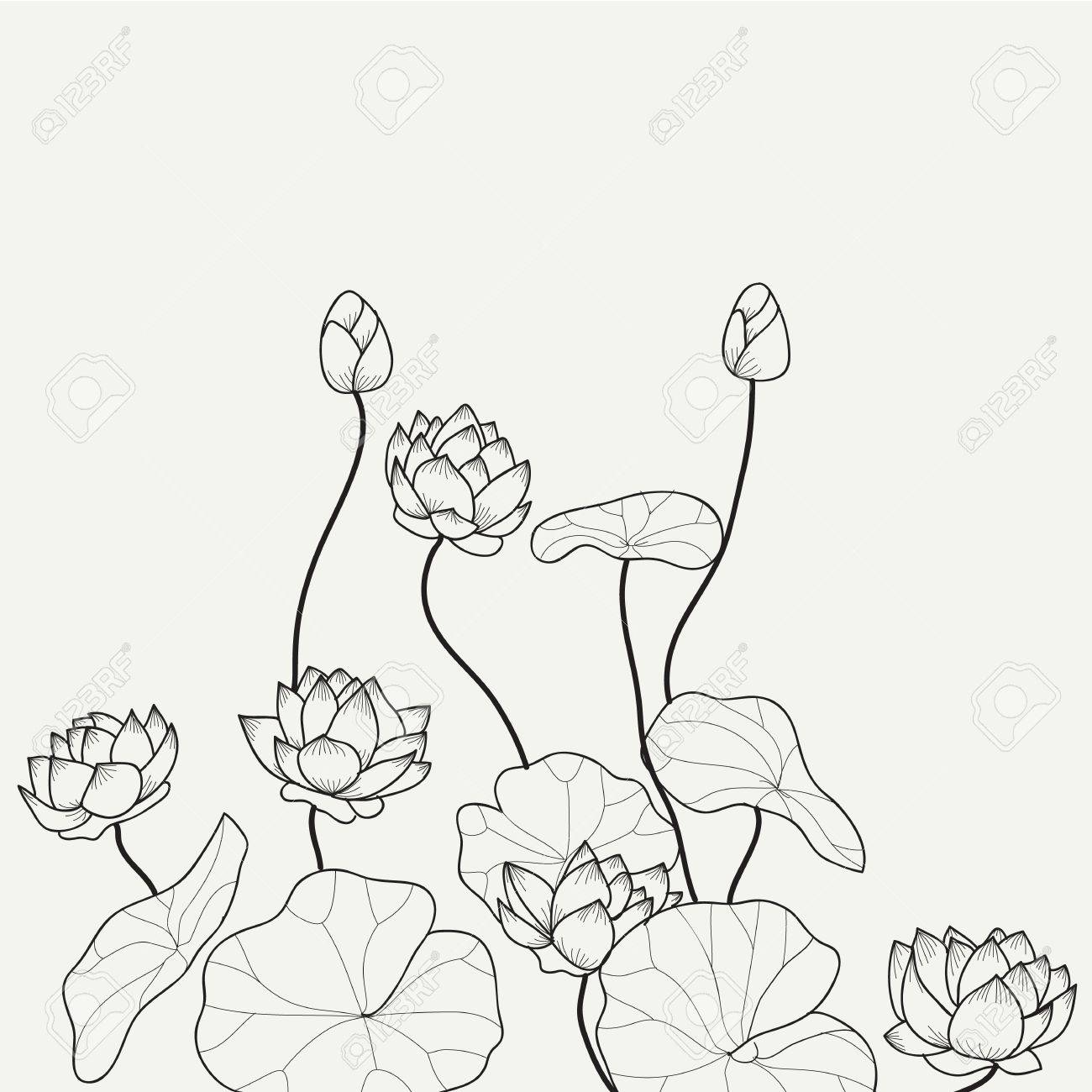 1300x1300 Hand Drawn Lotus Pond Light Line Illustration Royalty Free