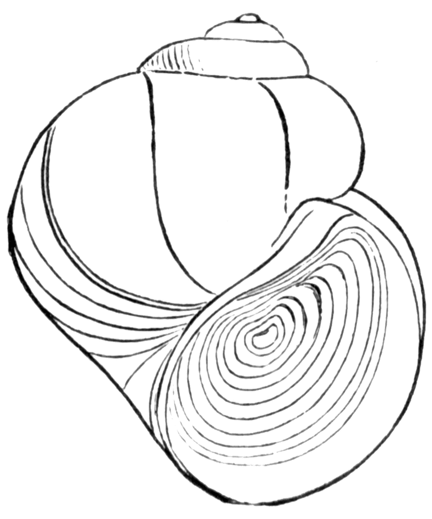 852x1024 Pond Snail Clipart Etc